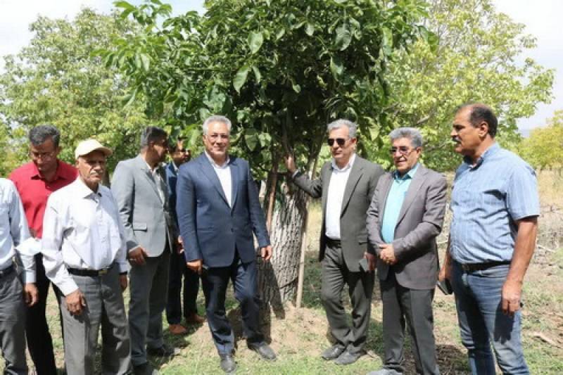 روز مزرعه استانی گردو در جنوب كرمان برگزار شد